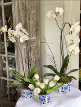 Load image into Gallery viewer, The Potted Orchid Tall
