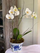 Load image into Gallery viewer, The Potted Orchid

