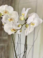 Load image into Gallery viewer, The Potted Orchid
