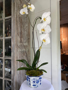 The Potted Orchid Tall